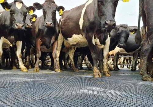 cattle-rubber-flooring