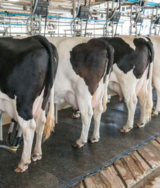 pvc-interlocking-flooring pvc-interlocking-flooring